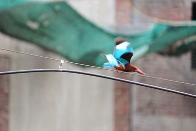 Kingfisher taking flight 