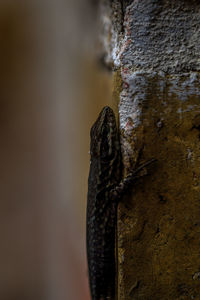 Close-up of lizard on a wall