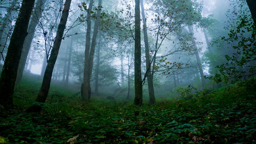 Trees in foggy forest