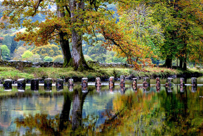 Flock of birds in lake by trees