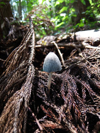 Close-up of lizard on tree in forest
