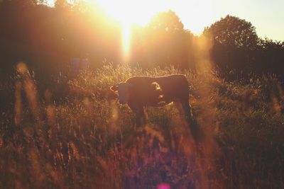 Cow in field during sunset