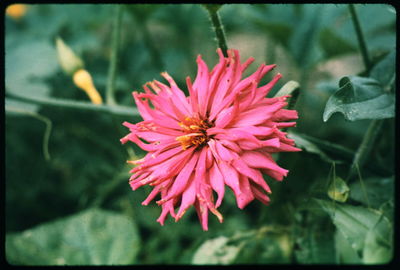 Close-up of pink flower