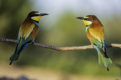 Close-up of birds perching on branch