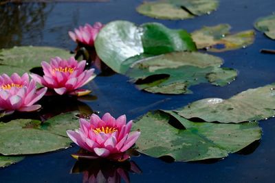 Close-up of lotus water lily in pond