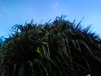 Low angle view of plants against sky