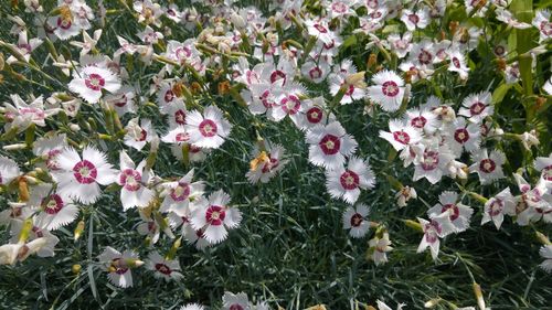 Full frame shot of flowers blooming in field