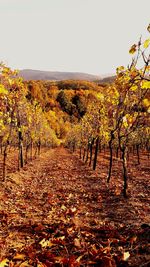 Scenic view of autumnal trees against clear sky