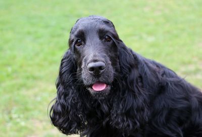 Close-up portrait of black dog