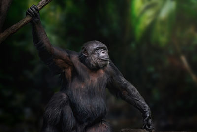 Close-up of monkey in zoo