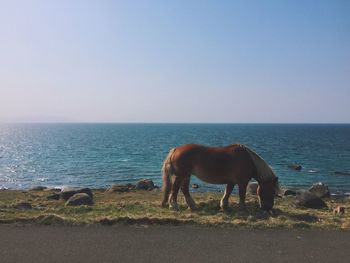 Horse grazing at beach against clear sky