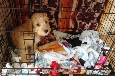 Portrait of dog in cage