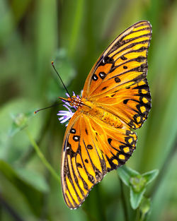 Butterfly pollinating flower