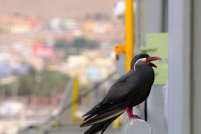 Close-up of bird perching on a wall