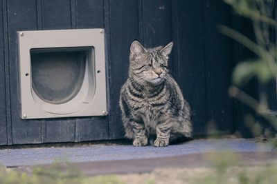 Blind domestic cat sitting in front of a cat flip.