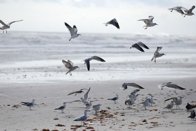 Seagulls flying over sea