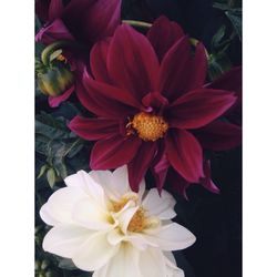 Close-up of flowers blooming outdoors