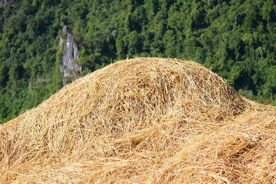 Hay bales on field in forest