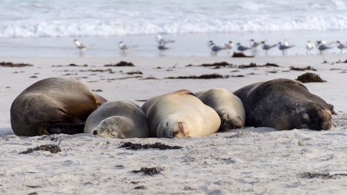 Sea lions sleeping on shore