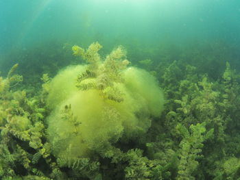 View of fish swimming underwater