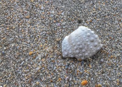 Close-up of seashell on sand at beach