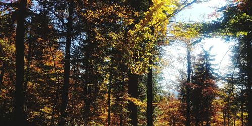 Trees in forest during autumn