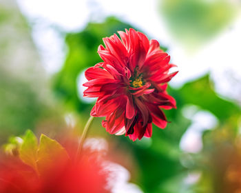 Close-up of red flower