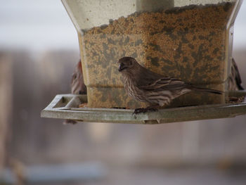 Close-up of bird perching on wall