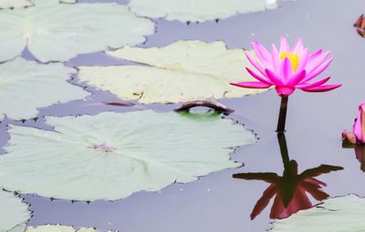 Close-up of lotus water lily in lake