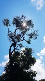 Low angle view of flowering tree against blue sky