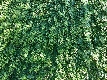 Full frame shot of plants