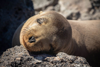 Close-up of an animal sleeping on rock