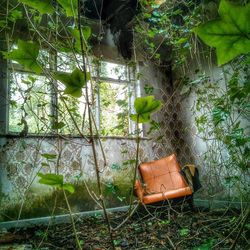 Empty chairs in backyard