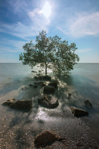 Tree by sea against sky