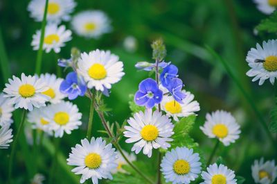 Close-up of purple flowering plants on field