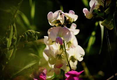 Close-up of pink flowering plant