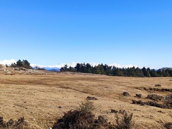 Scenic view of field against clear blue sky