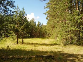 Trees on field