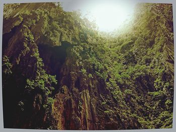 Low angle view of trees