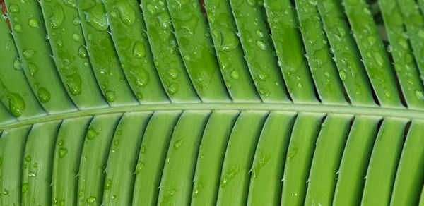 Full frame shot of green leaf in market