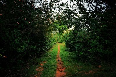 Empty road amidst trees in forest