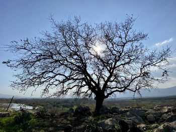 Bare tree on field against sky