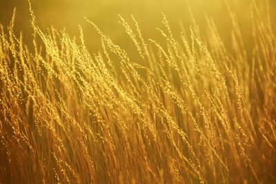 Close-up of plants in field during sunset