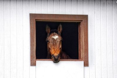 Portrait of horse in stable