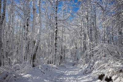 Trees in forest