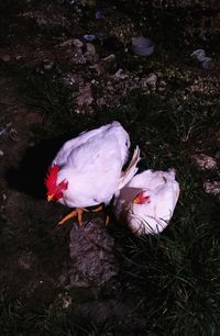 High angle view of a bird on field