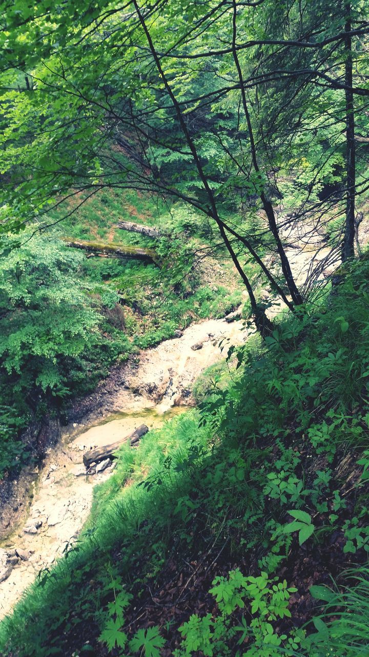 tree, forest, green color, growth, nature, tranquility, tree trunk, moss, rock - object, beauty in nature, plant, tranquil scene, branch, non-urban scene, lush foliage, scenics, high angle view, day, outdoors, rock