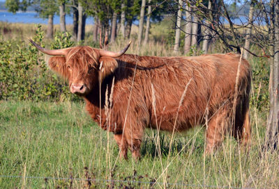 Cow standing on field