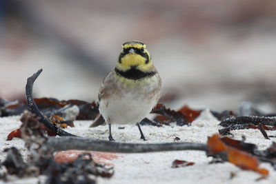 Close-up of a bird