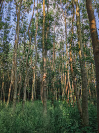 View of trees in forest